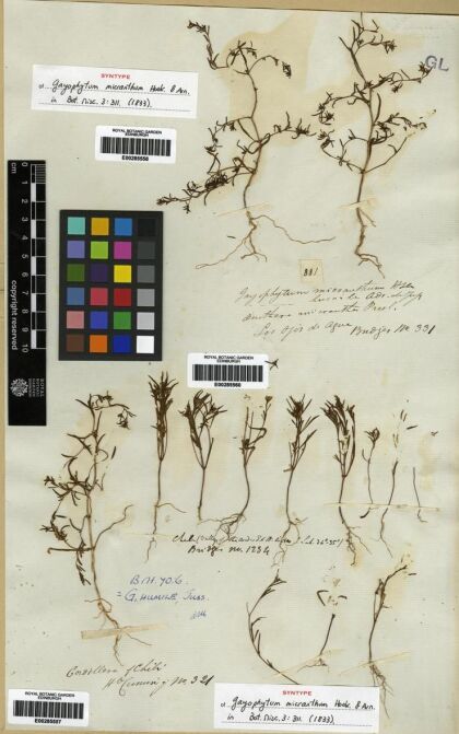 Gayophytum humile [Espécimen: ]