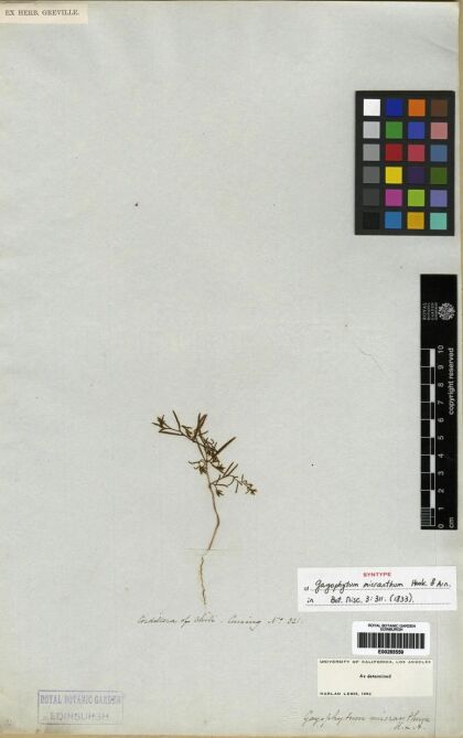 Gayophytum humile [Espécimen: ]