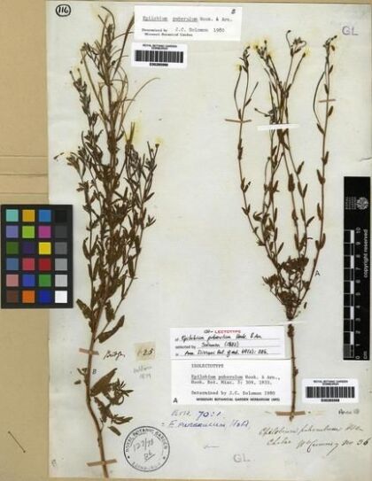 Epilobium puberulum [Espécimen: ]