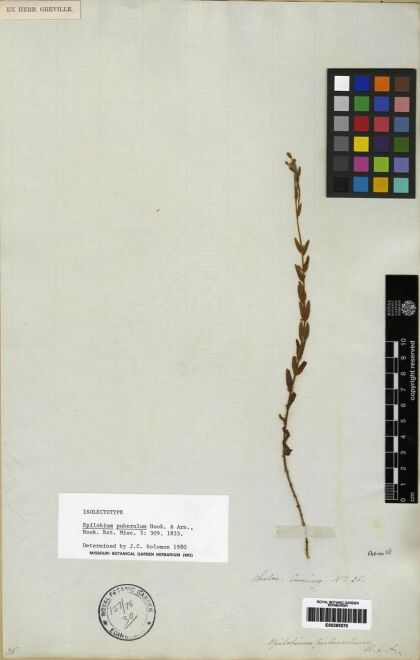 Epilobium puberulum [Espécimen: ]