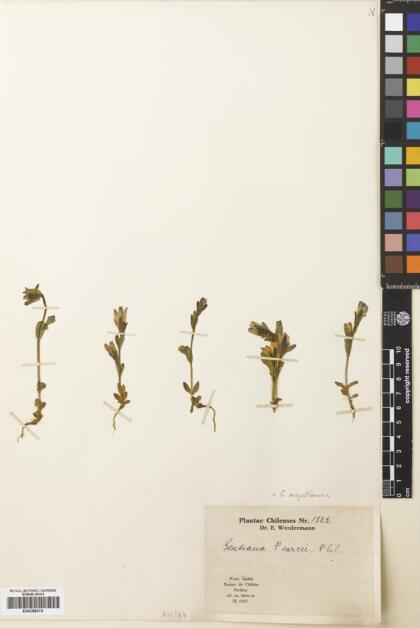 Gentianella magellanica [Espécimen: ]