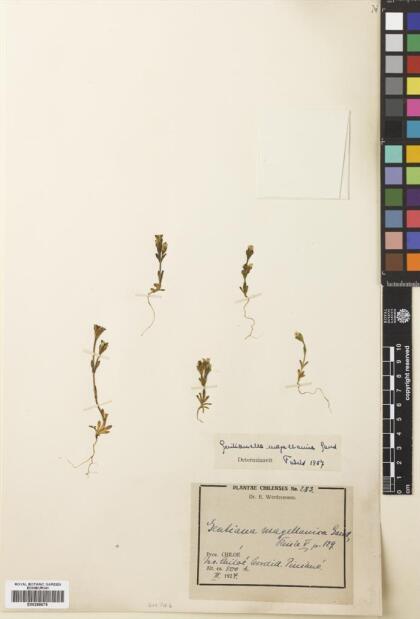 Gentianella magellanica [Espécimen: ]