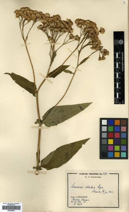 Pelseria otites [Espécimen: ]