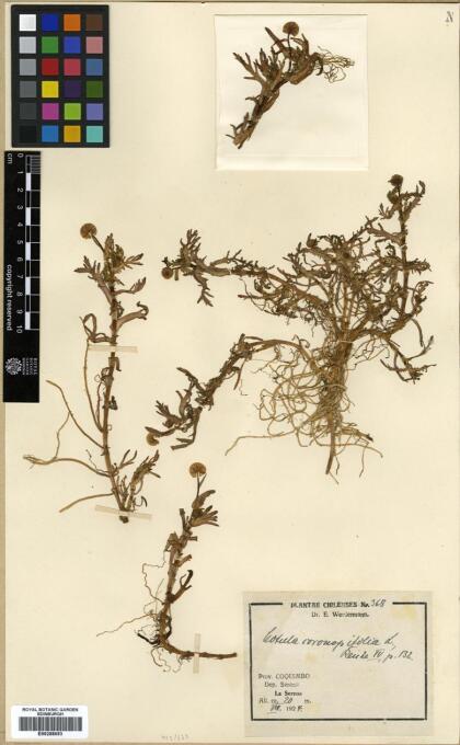 Cotula coronopifolia [Espécimen: ]