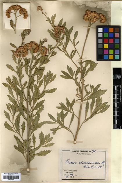 Tessaria absinthioides [Espécimen: ]