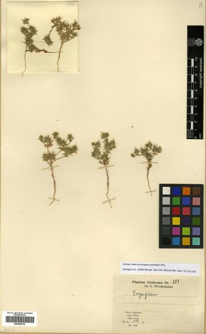 Eryngium coquimbanum [Espécimen: ]