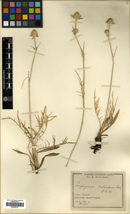 Eryngium rostratum [Espécimen: ]