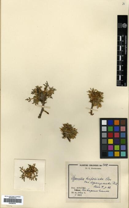 Azorella trifoliolata [Espécimen: ]