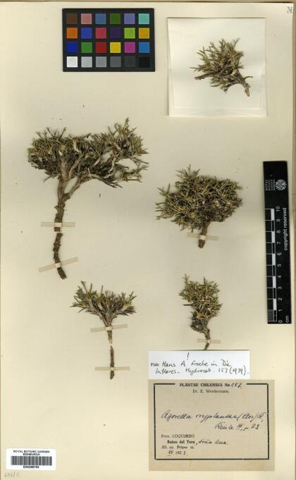 Azorella cryptantha [Espécimen: ]