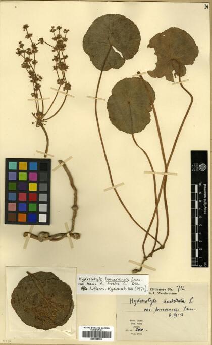 Hydrocotyle bonariensis [Espécimen: ]