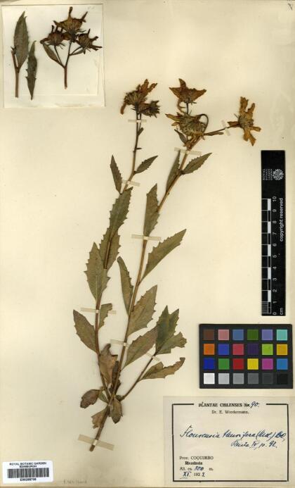 Austroflourensia thurifera [Espécimen: ]