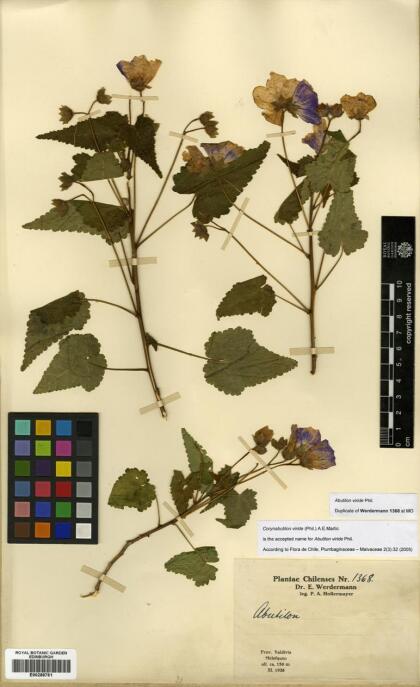 Corynabutilon viride [Espécimen: ]