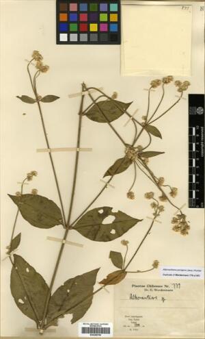 Alternanthera porrigens [Espécimen: ]