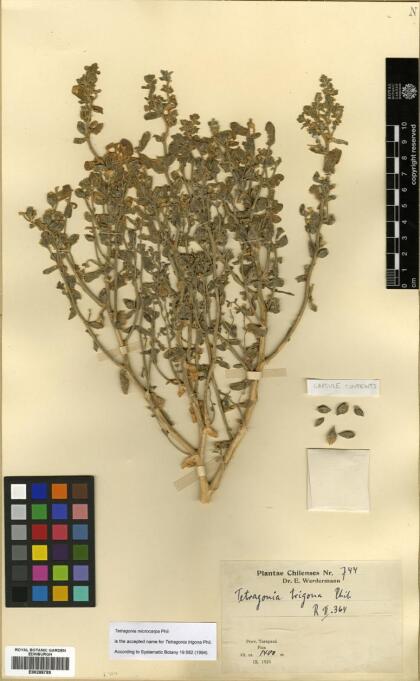 Tetragonia microcarpa [Espécimen: ]