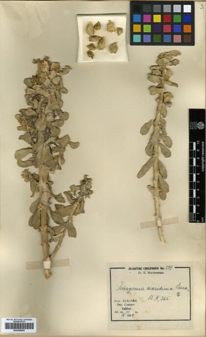 Tetragonia maritima [Espécimen: ]