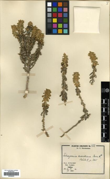 Tetragonia maritima [Espécimen: ]