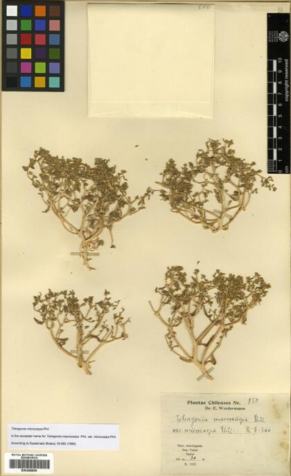 Tetragonia microcarpa [Espécimen: ]