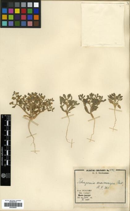 Tetragonia macrocarpa [Espécimen: ]