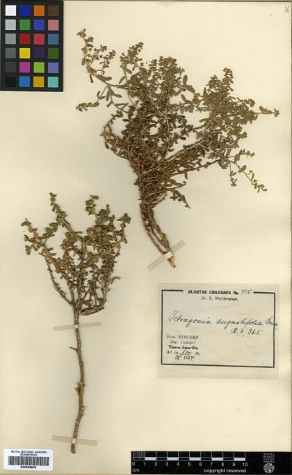 Tetragonia angustifolia [Espécimen: ]