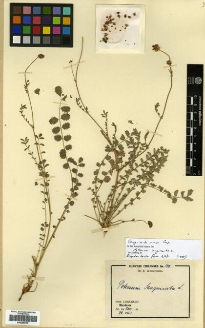 Sanguisorba minor [Espécimen: ]