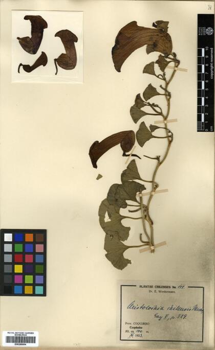 Aristolochia vaginans [Espécimen: ]