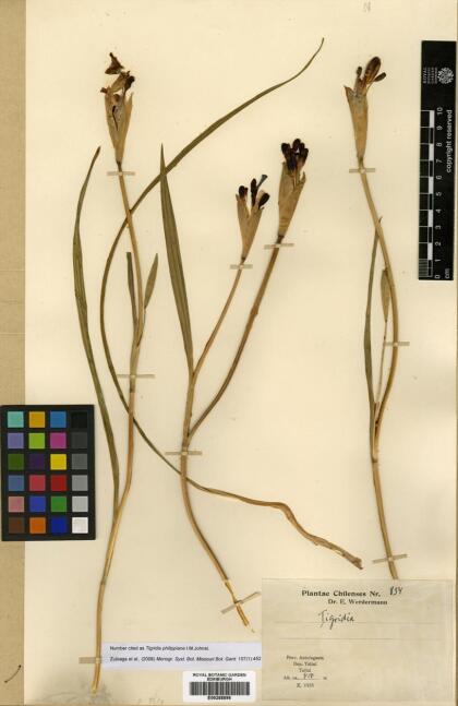 Tigridia philippiana [Espécimen: ]