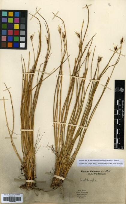 Marsippospermum philippii [Espécimen: ]