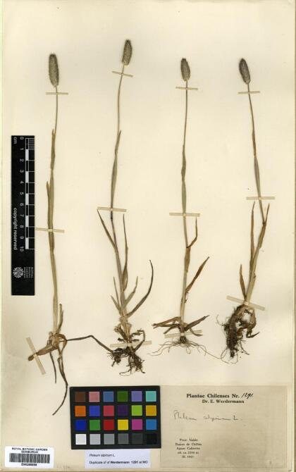 Phleum alpinum [Espécimen: ]