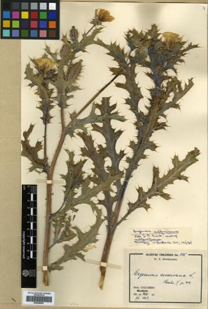 Argemone subfusiformis [Espécimen: ]
