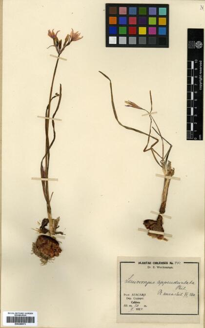 Leucocoryne appendiculata [Espécimen: ]