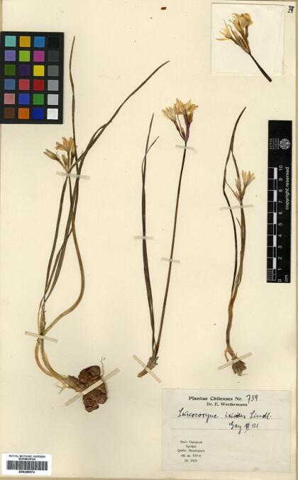 Leucocoryne ixioides [Espécimen: ]