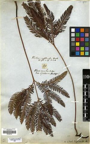 Sticherus cryptocarpus [Espécimen: ]