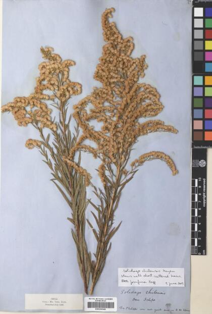 Solidago chilensis [Espécimen: ]