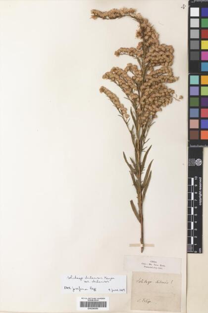 Solidago chilensis [Espécimen: ]