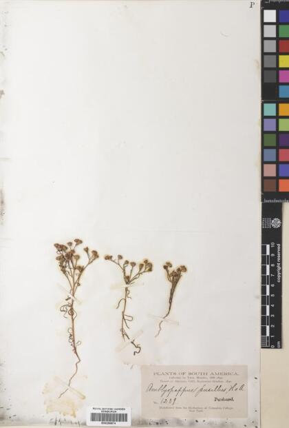 Amblyopappus pusillus [Espécimen: ]