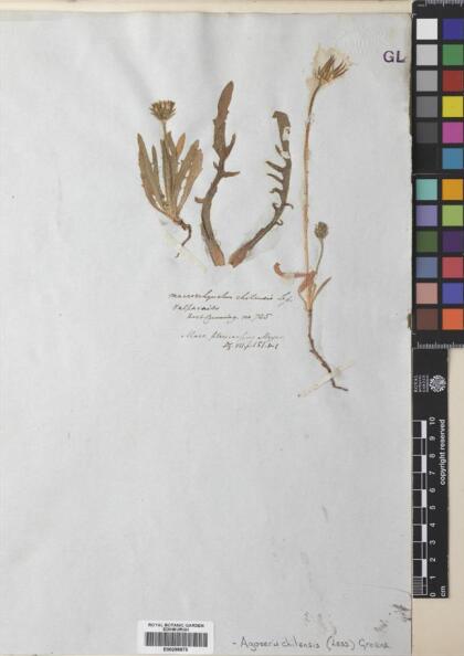 Agoseris chilensis [Espécimen: ]