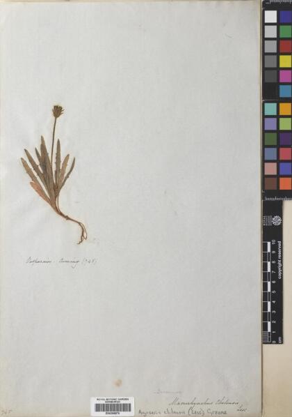 Agoseris chilensis [Espécimen: ]