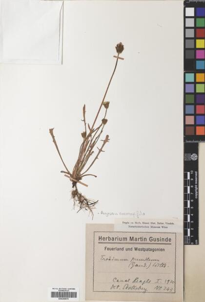 Agoseris coronopifolia [Espécimen: ]