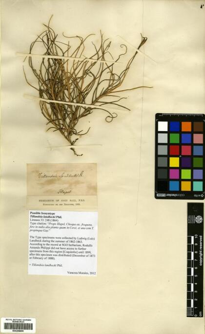 Tillandsia landbeckii [Espécimen: ]