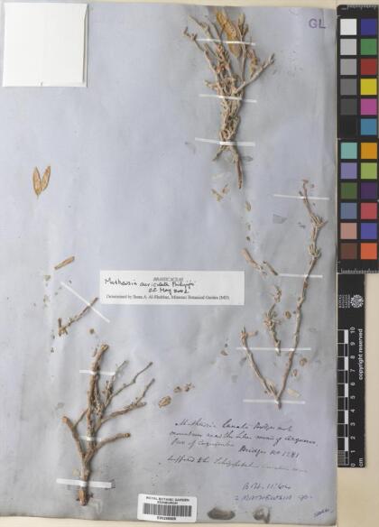 Mathewsia auriculata [Espécimen: ]