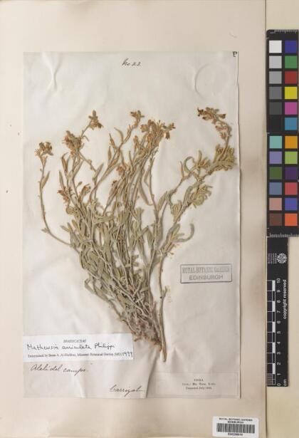 Mathewsia auriculata [Espécimen: ]