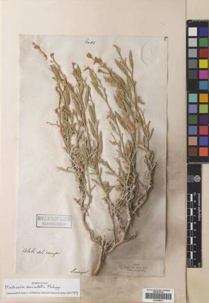 Mathewsia auriculata [Espécimen: ]