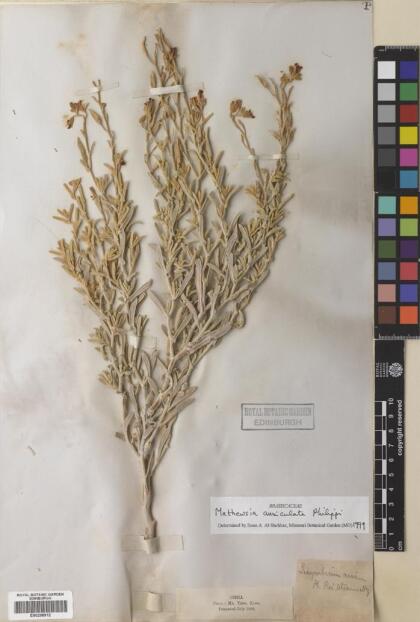Mathewsia auriculata [Espécimen: ]