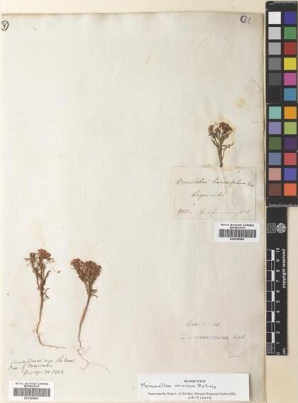Menonvillea linearifolia [Espécimen: ]
