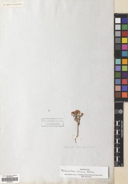 Menonvillea linearifolia [Espécimen: ]