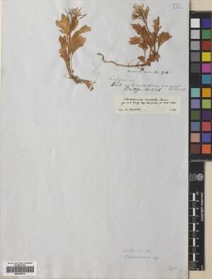 Cardamine cordata [Espécimen: ]