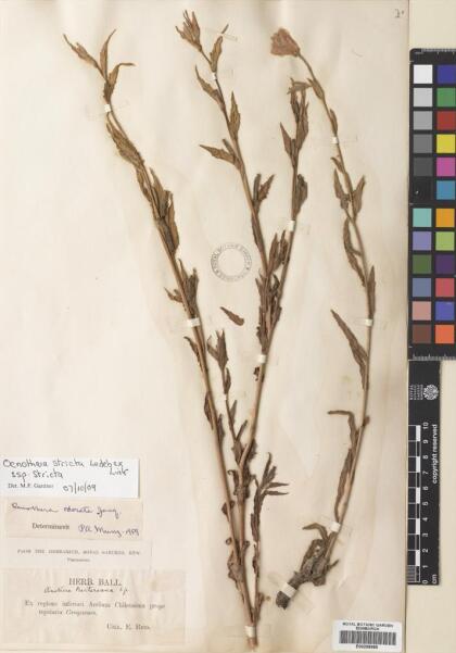 Oenothera stricta subsp. stricta [Espécimen: ]
