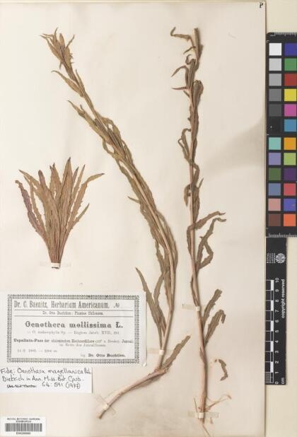 Oenothera magellanica [Espécimen: ]