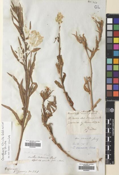Oenothera stricta subsp. stricta [Espécimen: ]