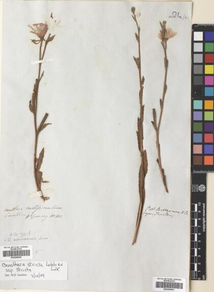 Oenothera stricta subsp. stricta [Espécimen: ]